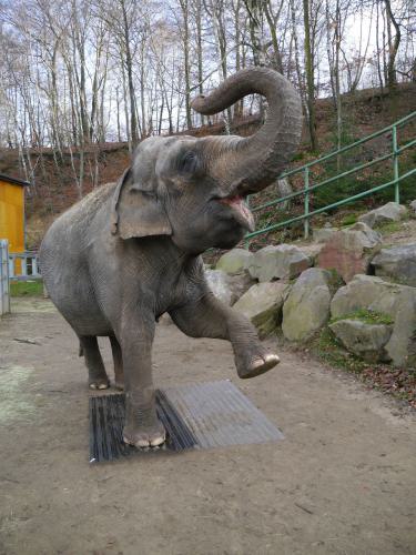 Preview: Lichtplatte Polycarbonat 76/18 Sinus 1,4 mm gerillt - klar - Die Elefantenplatte