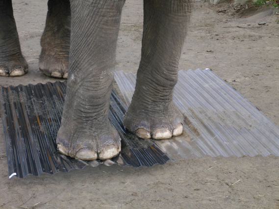 Preview: Lichtplatte Polycarbonat 76/18 Trapez 1,4 mm gerillt - klar - Die Elefantenplatte