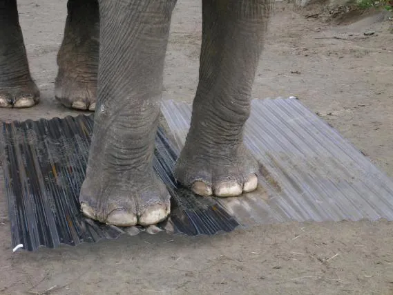 Lichtplatte Polycarbonat 76/18 Sinus 1,4 mm gerillt - klar - Die Elefantenplatte